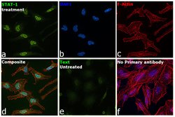 Invitrogen STAT1 Monoclonal Antibody (C.156.9) 100 &mu;L; Unconjugated:Antibodies,