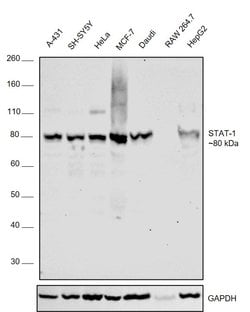 Invitrogen STAT1 Monoclonal Antibody (C.156.9) 100 &mu;L; Unconjugated:Antibodies,