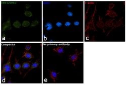 Invitrogen ERK1/ERK2 Monoclonal Antibody (K.913.4) 200 &mu;L; Unconjugated:Antibodies,