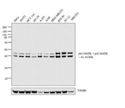 Invitrogen ERK1/ERK2 Monoclonal Antibody (K.913.4) 200 &mu;L; Unconjugated:Antibodies,