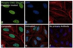 Invitrogen Phospho-CHK1 (Ser345) Monoclonal Antibody (S.48.4) 100 &mu;L;