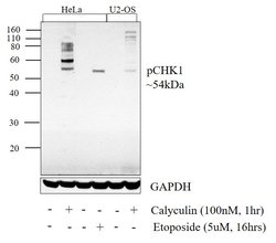 Invitrogen Phospho-CHK1 (Ser345) Monoclonal Antibody (S.48.4) 100 &mu;L;