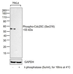 Invitrogen Phospho-Cdc25C (Ser216) Monoclonal Antibody (K.827.0) 100 &mu;L;