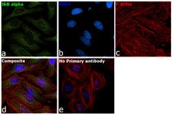 Invitrogen IkB alpha Monoclonal Antibody (G.759.2) 100 &mu;L; Unconjugated:Antibodies,