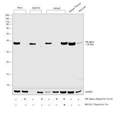 Invitrogen IkB alpha Monoclonal Antibody (G.759.2) 100 &mu;L; Unconjugated:Antibodies,
