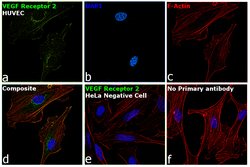 Invitrogen VEGF Receptor 2 Monoclonal Antibody (B.309.4) 100 &mu;L; Unconjugated:Antibodies,