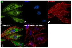 Invitrogen&trade;&nbsp;S6 Monoclonal Antibody (E.573.4)