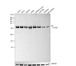 Invitrogen S6 Monoclonal Antibody (E.573.4) 100 &mu;L | Buy Online | Invitrogen&trade; | Fisher Scientific