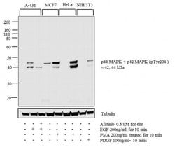 Invitrogen Phospho-ERK1/ERK2 (Tyr204) Monoclonal Antibody (B.742.5) 200