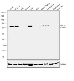 Invitrogen Zap-70 Monoclonal Antibody (J.947.4) 100 &mu;L; Unconjugated:Antibodies,