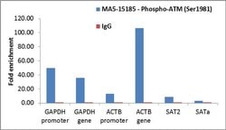 Invitrogen Phospho-ATM (Ser1981) Monoclonal Antibody (C.70.6) 100 &mu;L;