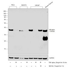Invitrogen IkB alpha Monoclonal Antibody (F.4.4) 100 &mu;L; Unconjugated:Antibodies,