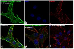 Invitrogen Phospho-PDGFRB (Tyr751) Monoclonal Antibody (C.17.2) 100 &mu;L;