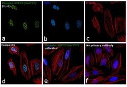 Invitrogen Phospho-STAT3 (Ser727) Monoclonal Antibody (E.35.9) 100 &mu;L;