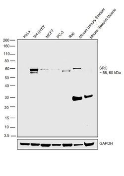 Invitrogen SRC Monoclonal Antibody (R.645.8) 100 &mu;L; Unconjugated:Antibodies,
