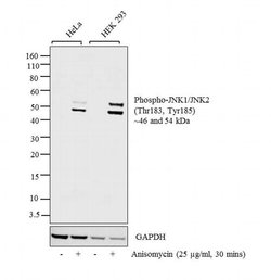 Phospho-JNK1/JNK2 (Thr183, Tyr185) Monoclonal Antibody (E.665.10), Invitrogen