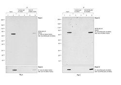 V5 Tag Monoclonal Antibody (E10/V4RR), Invitrogen 100 &mu;g; Unconjugated:Antibodies,