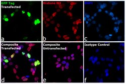 Invitrogen GFP Monoclonal Antibody (GF28R), DyLight 650 50 &mu;L | Buy Online | Invitrogen&trade; | Fisher Scientific