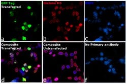 Invitrogen GFP Monoclonal Antibody (GF28R), DyLight 680 50 &mu;L; DyLight