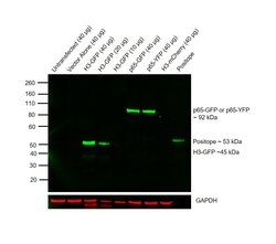 Invitrogen GFP Monoclonal Antibody (GF28R), DyLight 680 50 &mu;L; DyLight