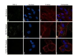 Invitrogen FGF2 Monoclonal Antibody (2H5G2C11) 100 &mu;L; Unconjugated:Antibodies,