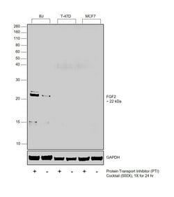 Invitrogen FGF2 Monoclonal Antibody (2H5G2C11) 100 &mu;L; Unconjugated:Antibodies,