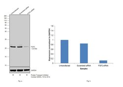 Invitrogen FGF2 Monoclonal Antibody (2H5G2C11) 100 &mu;L; Unconjugated:Antibodies,
