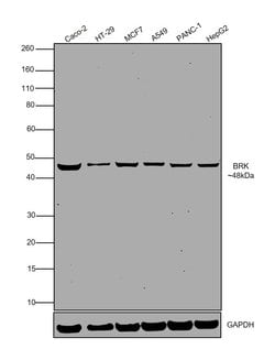 Invitrogen BRK Monoclonal Antibody (2H12B8) 100 &mu;L; Unconjugated:Antibodies,