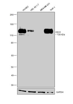 Invitrogen CD31 Monoclonal Antibody (2F7B2) 100 &mu;L | Buy Online | Invitrogen&trade; | Fisher Scientific