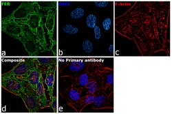 Invitrogen FER Monoclonal Antibody (5D2C4) 100 &mu;L; Unconjugated:Antibodies,