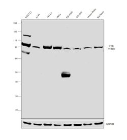 Invitrogen FER Monoclonal Antibody (5D2C4) 100 &mu;L; Unconjugated:Antibodies,