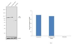 Invitrogen FER Monoclonal Antibody (5D2C4) 100 &mu;L; Unconjugated:Antibodies,