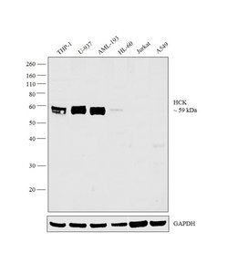 Invitrogen HCK Monoclonal Antibody (3D12E10) 100 &mu;L | Buy Online | Invitrogen&trade; | Fisher Scientific