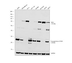 Invitrogen YES1 Monoclonal Antibody (2F3E6) 100 &mu;L; Unconjugated:Antibodies,