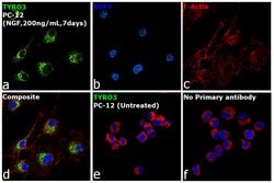 Invitrogen TYRO3 Monoclonal Antibody (6D6F10) 100 &mu;L; Unconjugated:Antibodies,