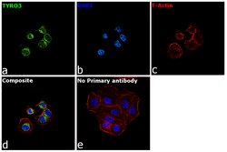 Invitrogen TYRO3 Monoclonal Antibody (6D6F10) 100 &mu;L; Unconjugated:Antibodies,