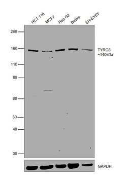 Invitrogen TYRO3 Monoclonal Antibody (6D6F10) 100 &mu;L; Unconjugated:Antibodies,