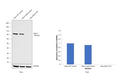 Invitrogen MLH1 Monoclonal Antibody (4C9C7) 100 &mu;L; Unconjugated:Antibodies,