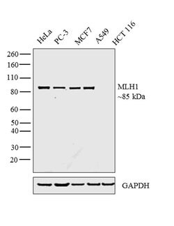Invitrogen MLH1 Monoclonal Antibody (4C9C7) 100 &mu;L; Unconjugated:Antibodies,