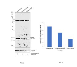 Invitrogen FABP4 Monoclonal Antibody (5H11A4E11) 100 &mu;L; Unconjugated:Antibodies,