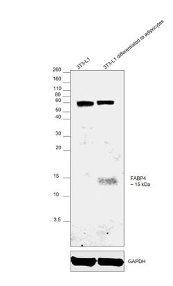 Invitrogen FABP4 Monoclonal Antibody (5H11A4E11) 100 &mu;L; Unconjugated:Antibodies,