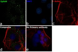 Invitrogen EphA4 Monoclonal Antibody (6C1B6) 100 &mu;L; Unconjugated:Antibodies,