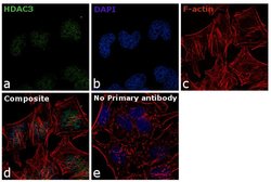 Invitrogen HDAC3 Monoclonal Antibody (7G6C5) 100 &mu;L; Unconjugated:Antibodies,