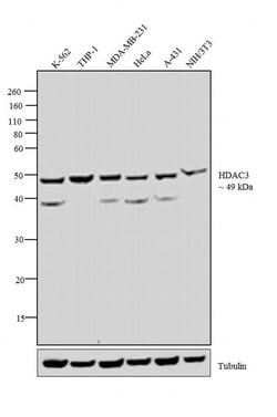 Invitrogen HDAC3 Monoclonal Antibody (7G6C5) 100 &mu;L; Unconjugated:Antibodies,