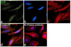 Invitrogen beta Actin Monoclonal Antibody (8H10D10) 100 &mu;L; Unconjugated:Antikroppar