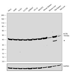 Invitrogen beta Actin Monoclonal Antibody (8H10D10) 100 &mu;L; Unconjugated:Antikroppar