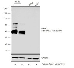 Invitrogen Myeloperoxidase Monoclonal Antibody (9B12G7,4D8B12,9B12D9,9C11A5)