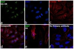 Invitrogen Ki-67 Monoclonal Antibody (9C12B2) 100 &mu;L; Unconjugated:Antibodies,