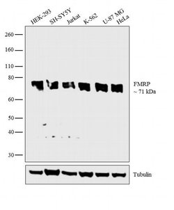 Invitrogen FMRP Monoclonal Antibody (4G9) 100 &mu;L; Unconjugated:Antibodies,