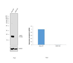 SOD1 Monoclonal Antibody (6F5), Invitrogen 100 &mu;L; Unconjugated:Antibodies,